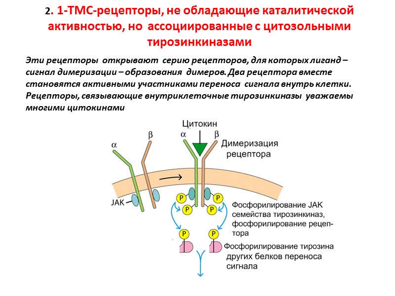 2. 1-ТМС-рецепторы, не обладающие каталитической активностью, но  ассоциированные с цитозольными  тирозинкиназами Эти